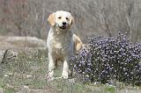 GOLDEN RETRIEVER 438